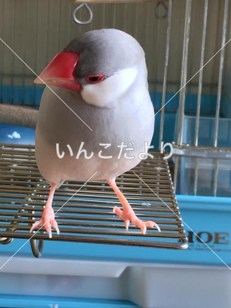 迷い鳥の写真