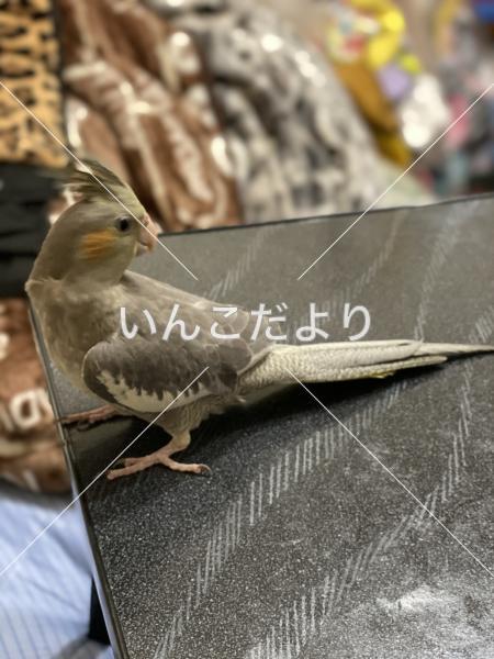 迷い鳥の写真