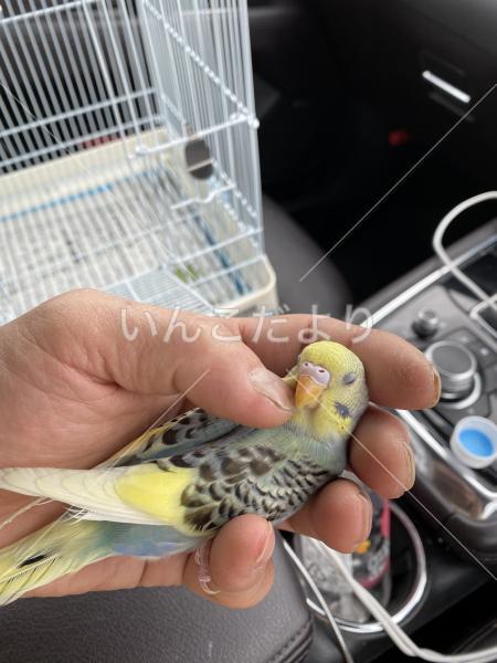 迷い鳥の写真