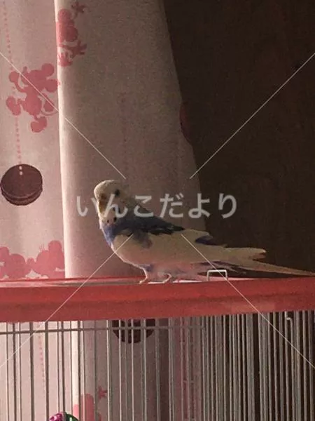 迷い鳥の写真