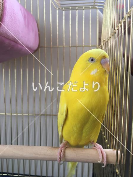 保護鳥の写真