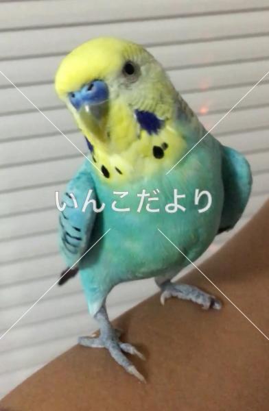 迷い鳥の写真