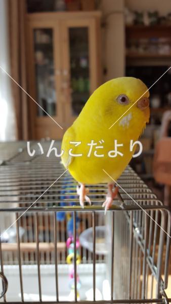 迷い鳥の写真