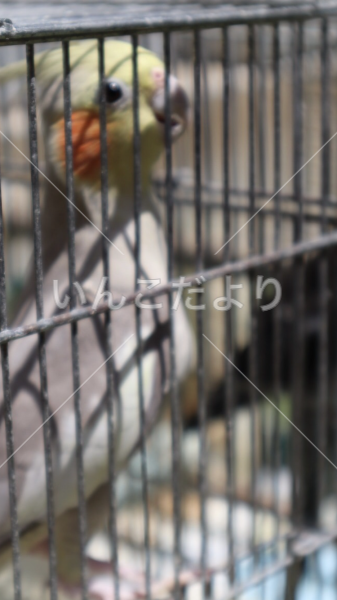 迷い鳥の写真