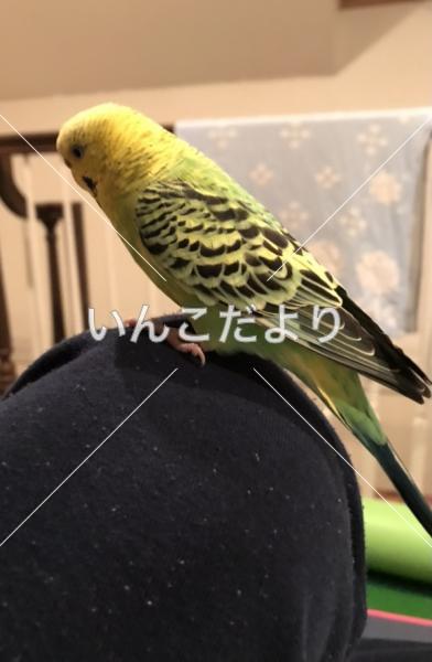 迷い鳥の写真
