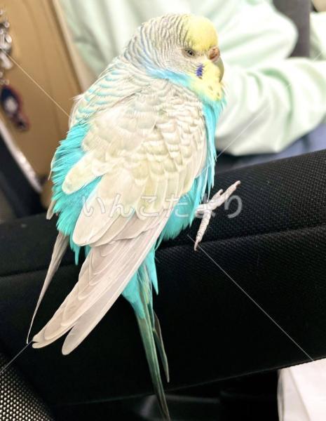 保護鳥の写真