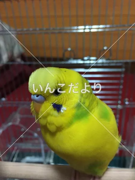保護鳥の写真