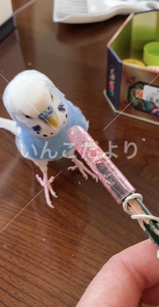 迷い鳥の写真