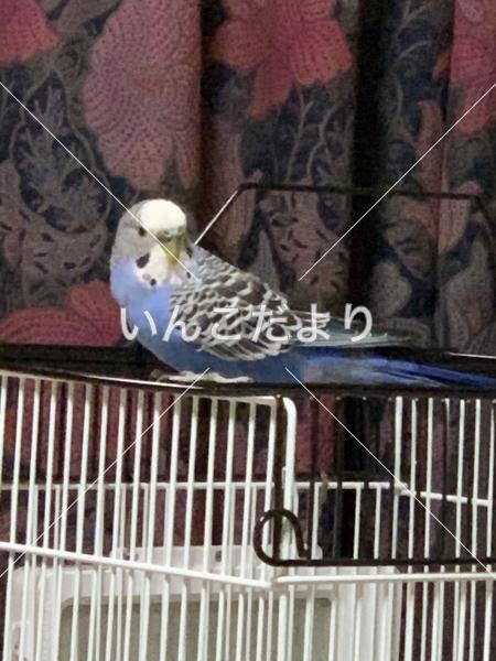 保護鳥の写真