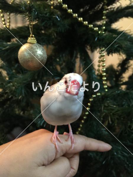 迷い鳥の写真