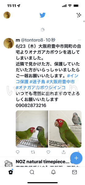 迷い鳥の写真