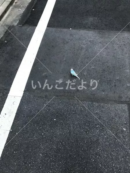 保護鳥の写真