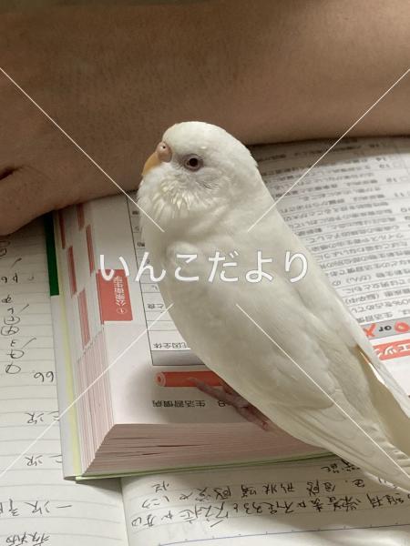 迷い鳥の写真