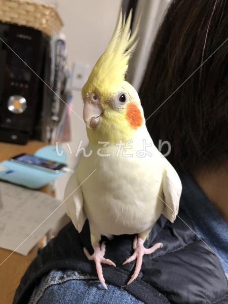 迷い鳥の写真