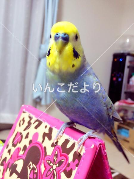 迷い鳥の写真