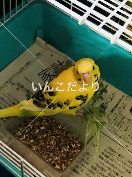 保護鳥の写真