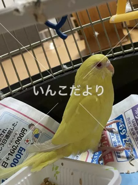 保護鳥の写真