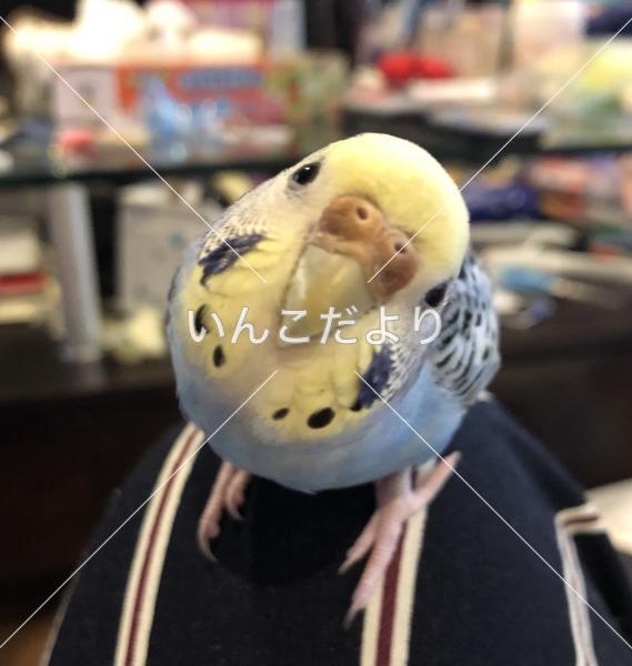 迷い鳥の写真