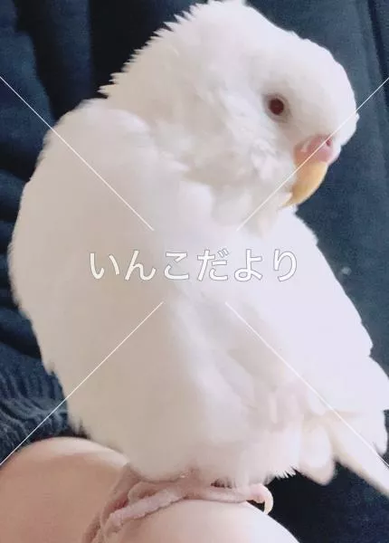 保護鳥の写真