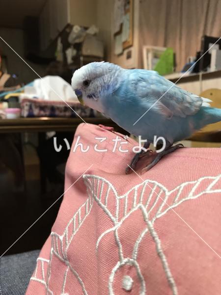 迷い鳥の写真