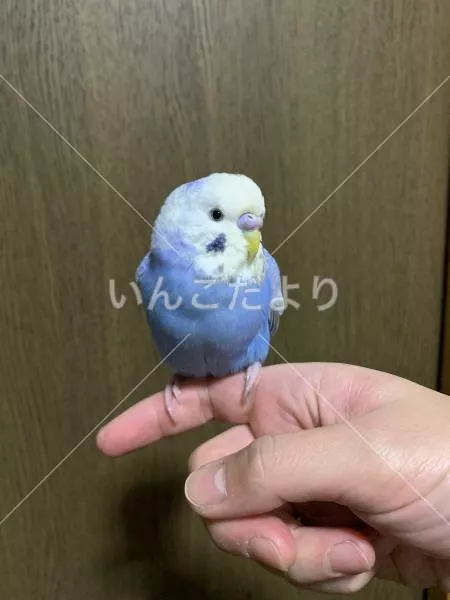 保護鳥の写真