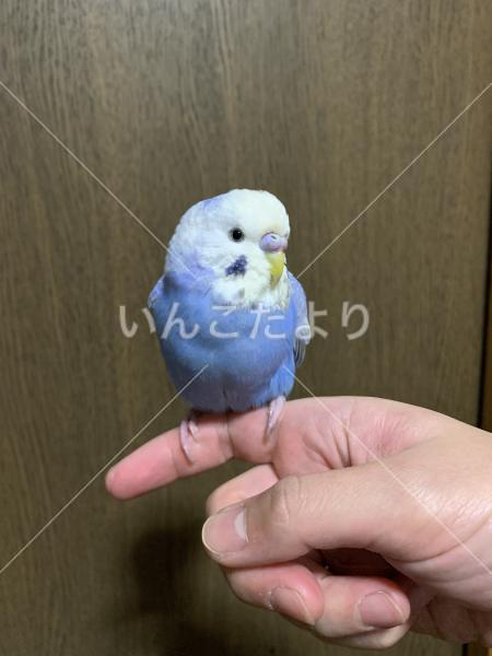 保護鳥の写真