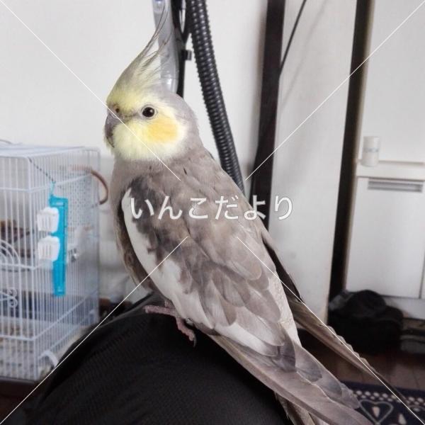 迷い鳥の写真