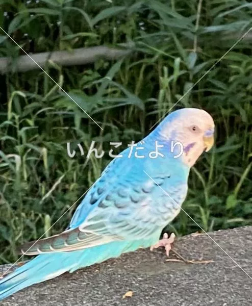 保護鳥の写真