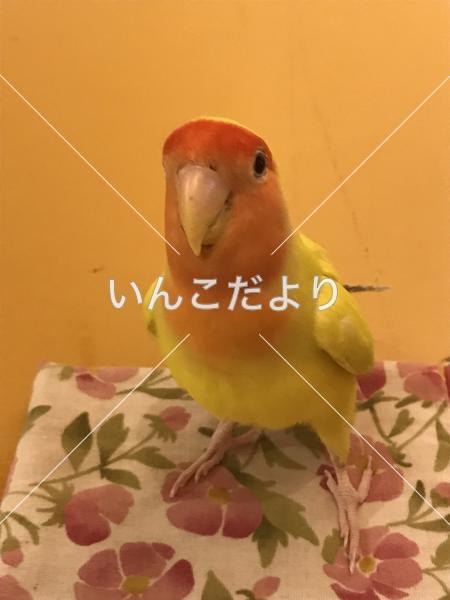 迷い鳥の写真