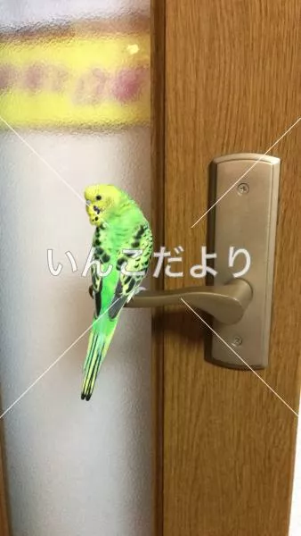 迷い鳥の写真