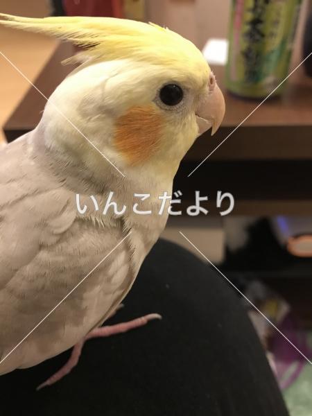 迷い鳥の写真
