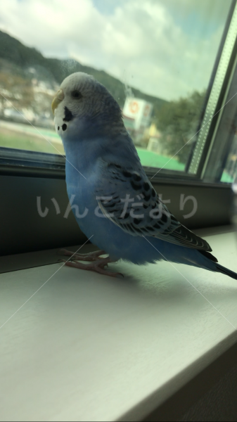 迷い鳥の写真