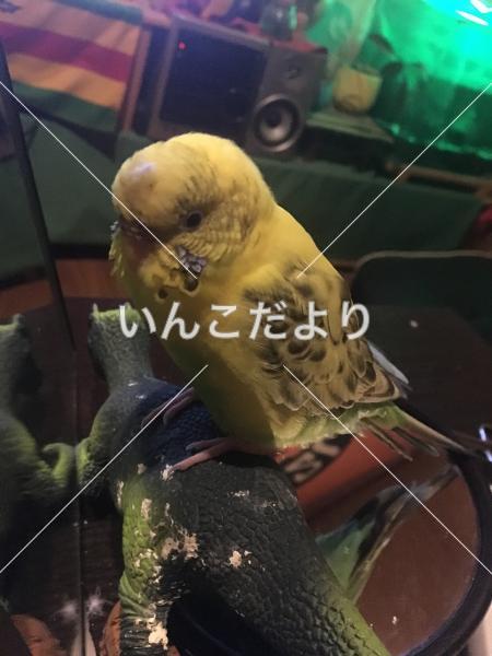 迷い鳥の写真
