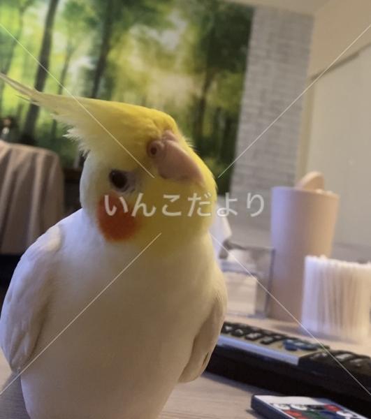 迷い鳥の写真