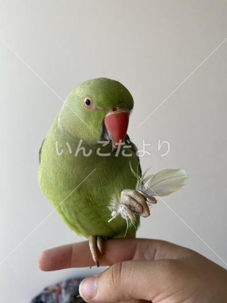 迷い鳥の写真