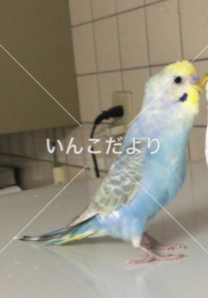 迷い鳥の写真