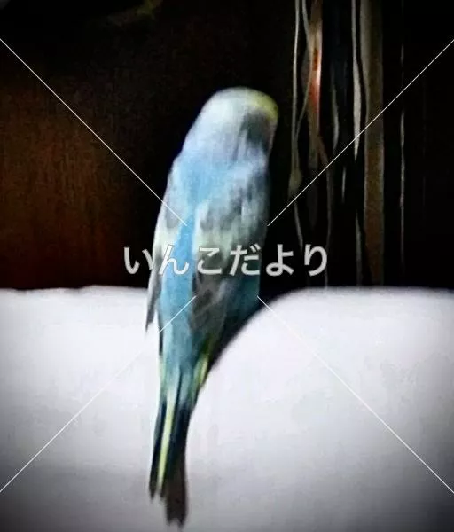 迷い鳥の写真