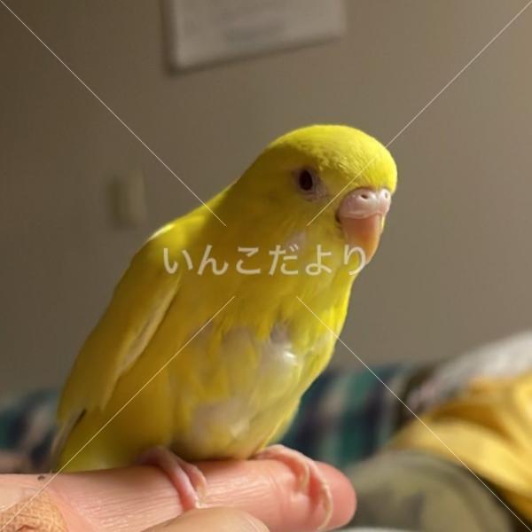 迷い鳥の写真