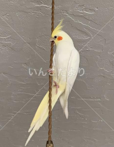迷い鳥の写真