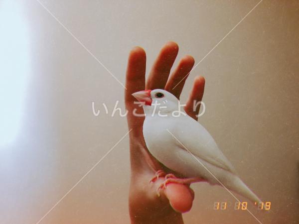 迷い鳥の写真
