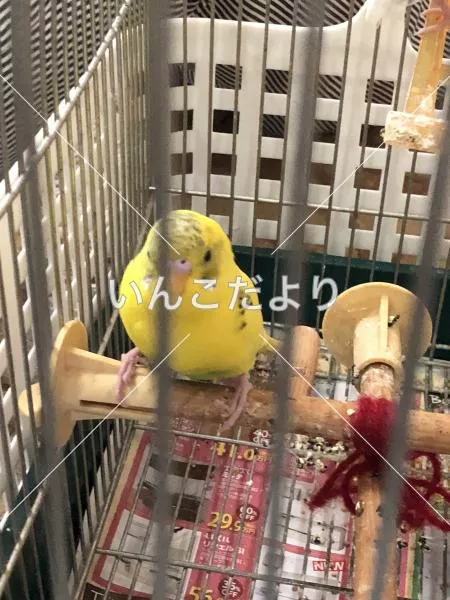 保護鳥の写真
