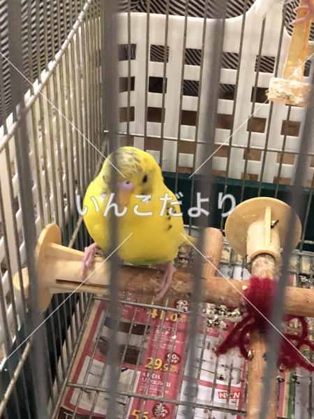 保護鳥の写真