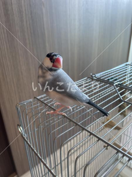迷い鳥の写真