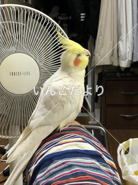 迷い鳥の写真
