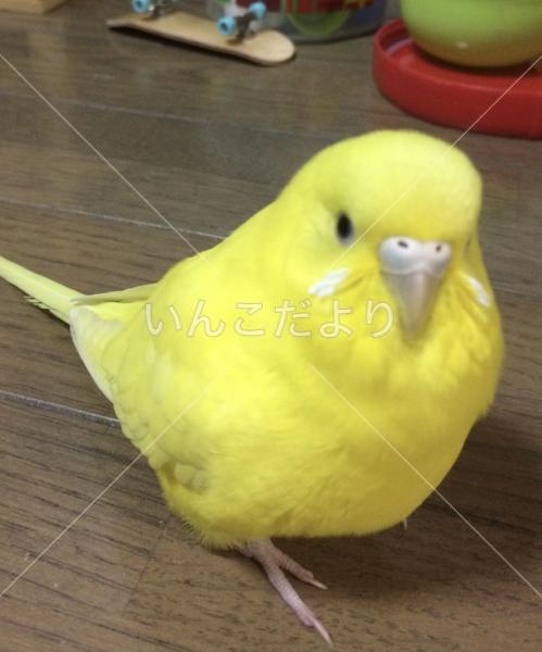 迷い鳥の写真