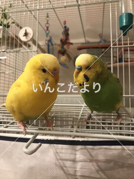 迷い鳥の写真