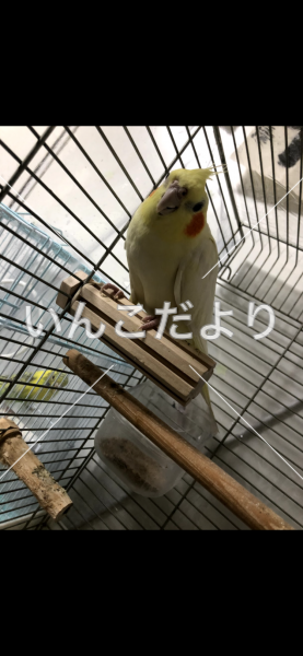 迷い鳥の写真