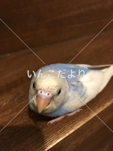 迷い鳥の写真