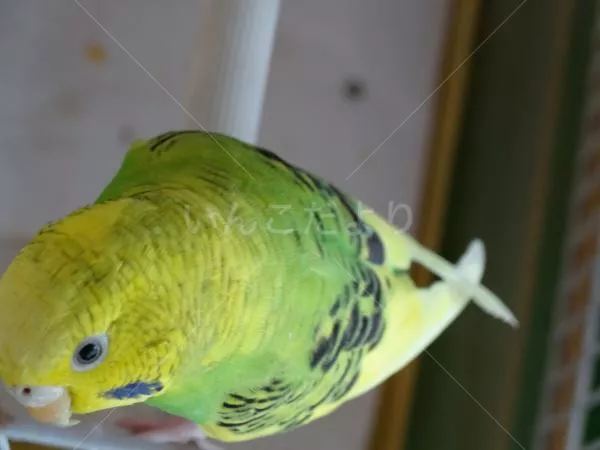 保護鳥の写真