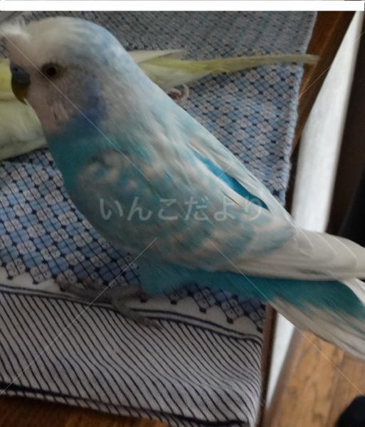 迷い鳥の写真